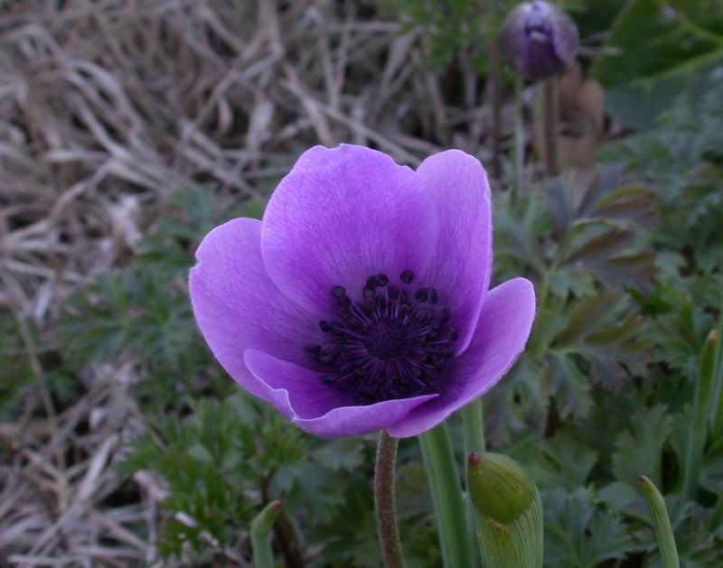 Anemone coronaria /  Anemone dei fiorai